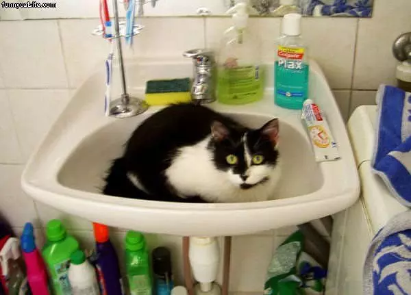 Sink Cat