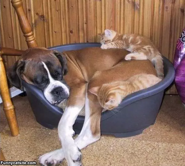 Safest Place In The House