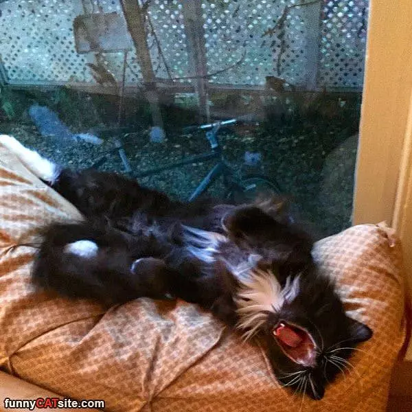 My Fun Yawn