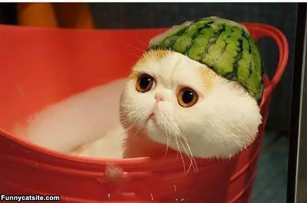Watermelon Hat