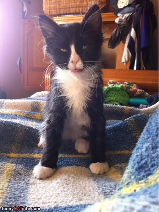 I Am A Fuzz Ball