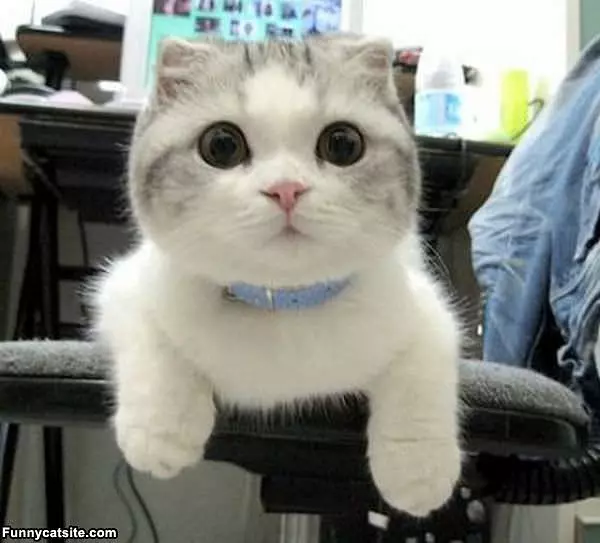 Where Is The Cat Nip