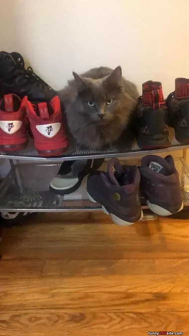 I Am A Sneaker Now