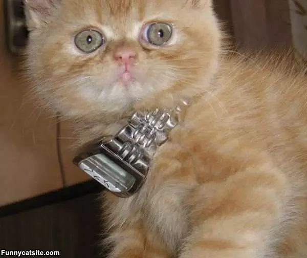 Nice Necklace