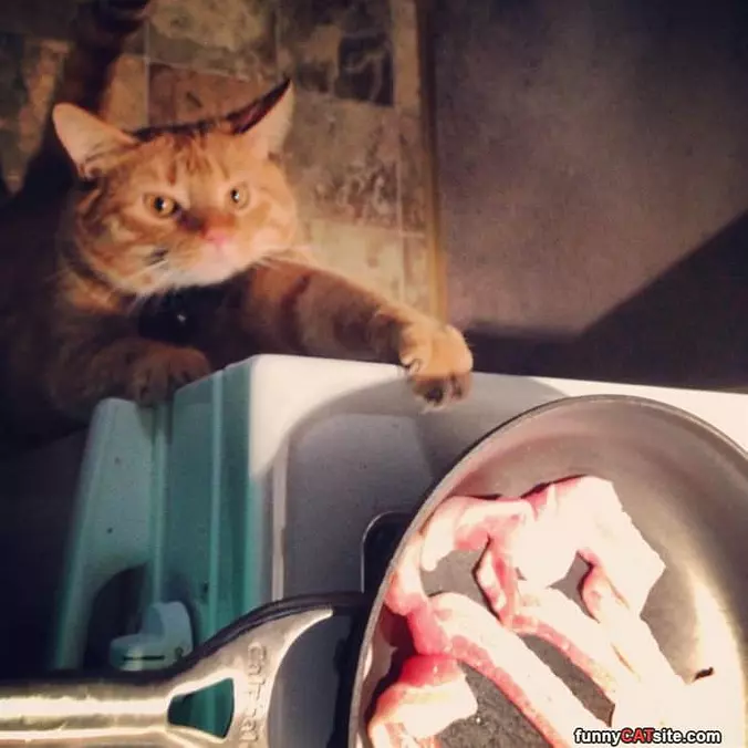 Can I Have Some Bacon
