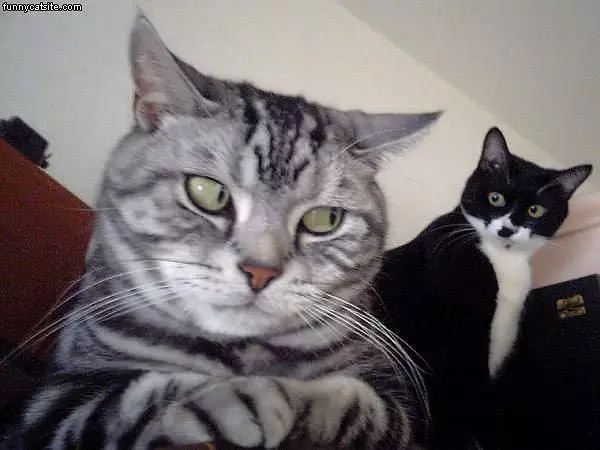 Staring Cats