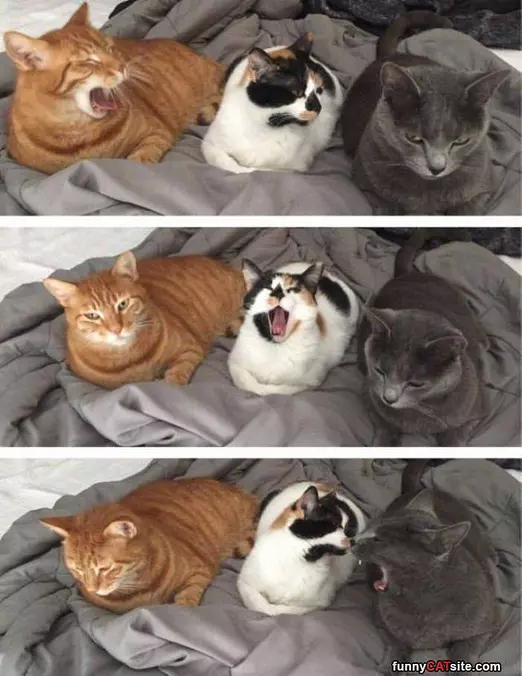 The Yawners