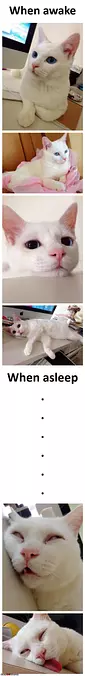 This Cat Has 2 Looks
