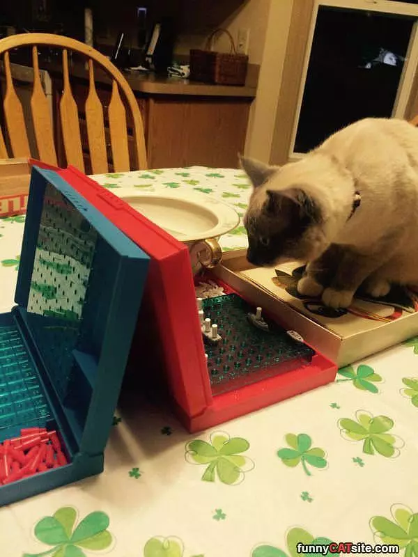 Cat Battleship