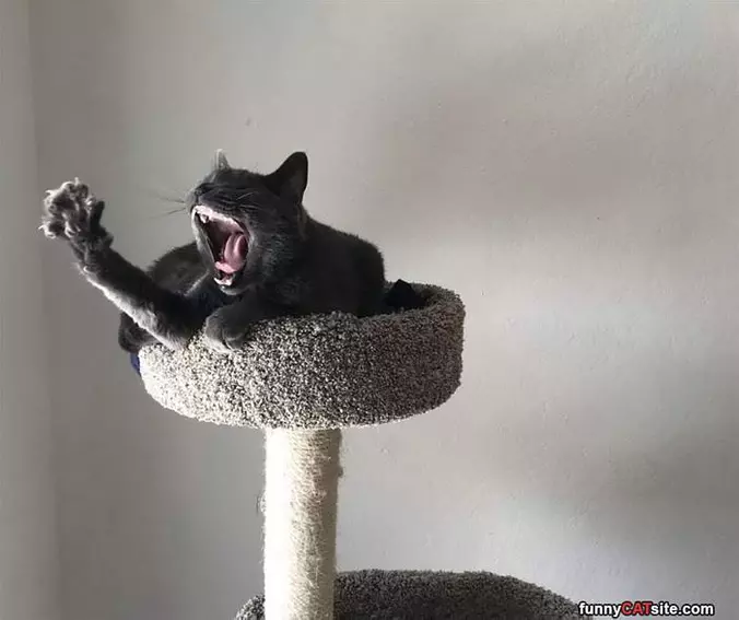 Raaaaaaaaa