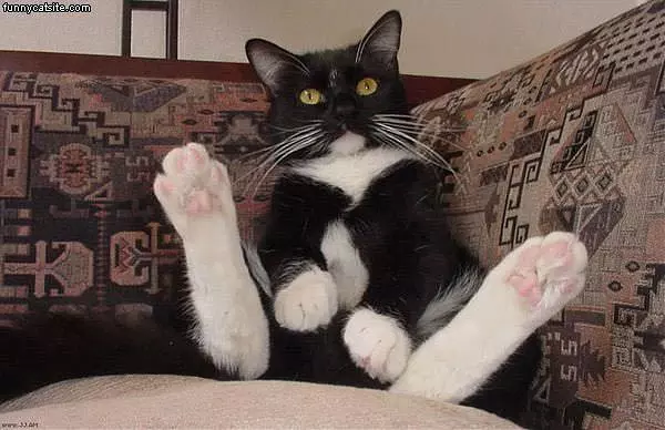 Cat Paws