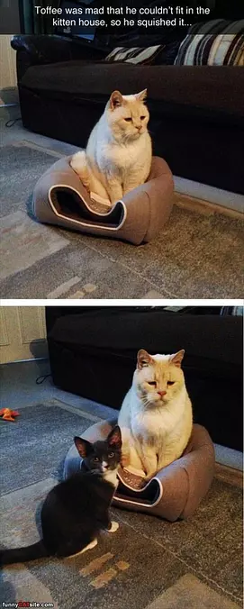 He Squooshed My House