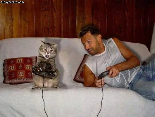 Video Game Cat