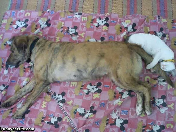 I Has A Pillow