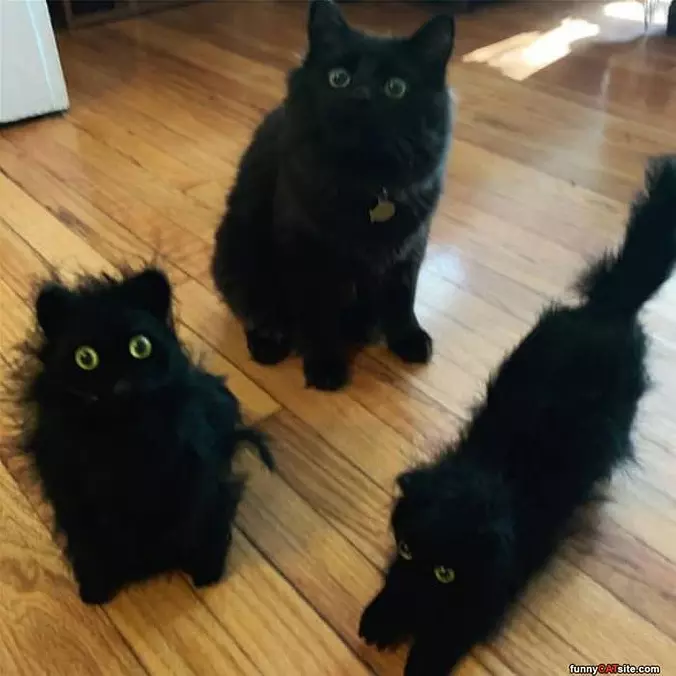 Black Cats