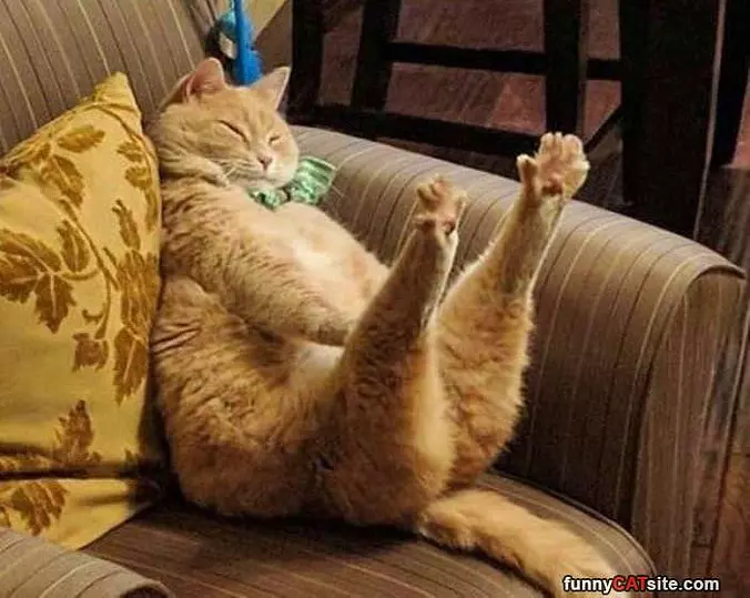 Prrrrrrrr Cat