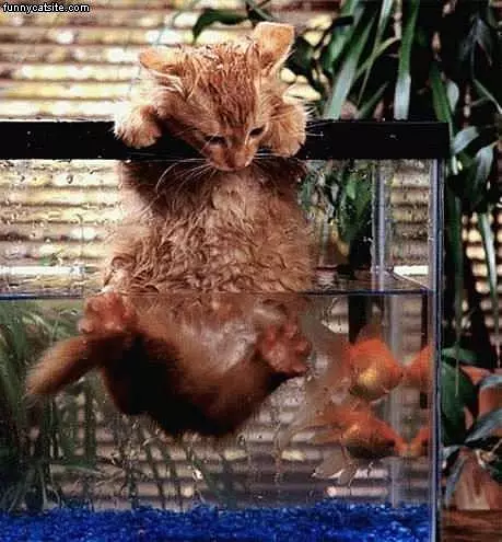Cat In Tank