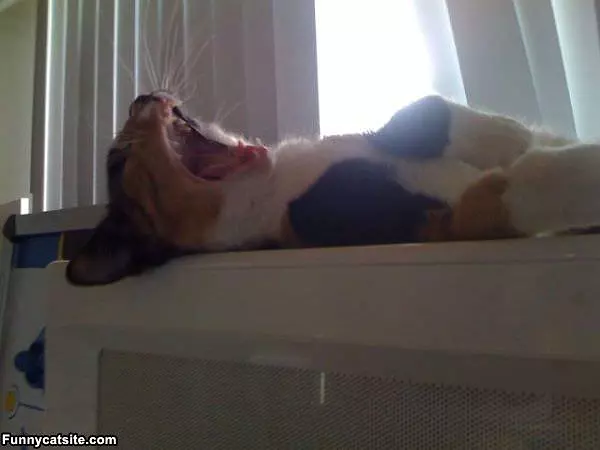 Yawwwn