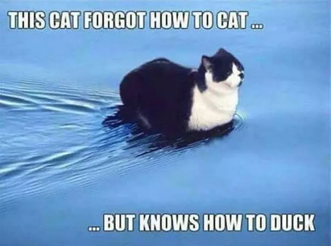Forgot How To Cat