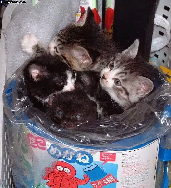 Garbage Cat
