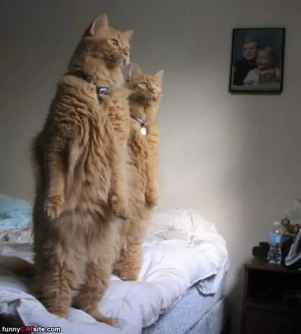 Standing High
