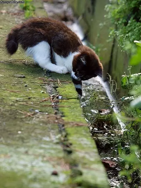 Kitten Playing