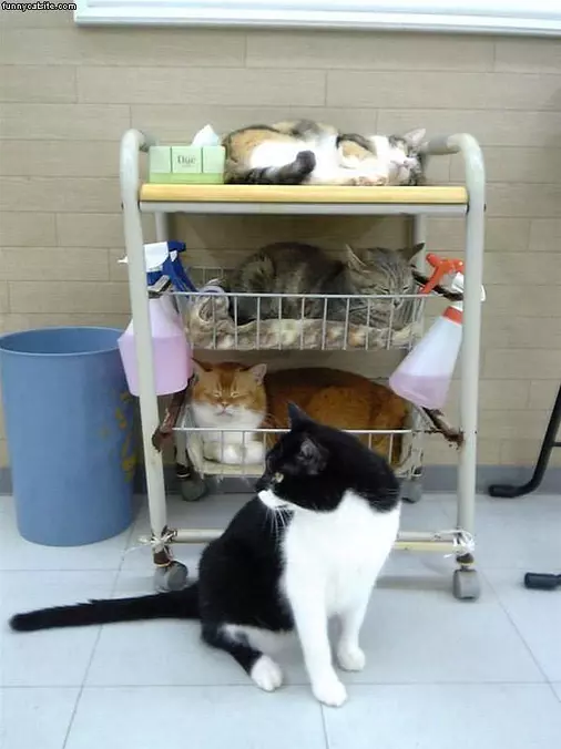 Lots O Cats