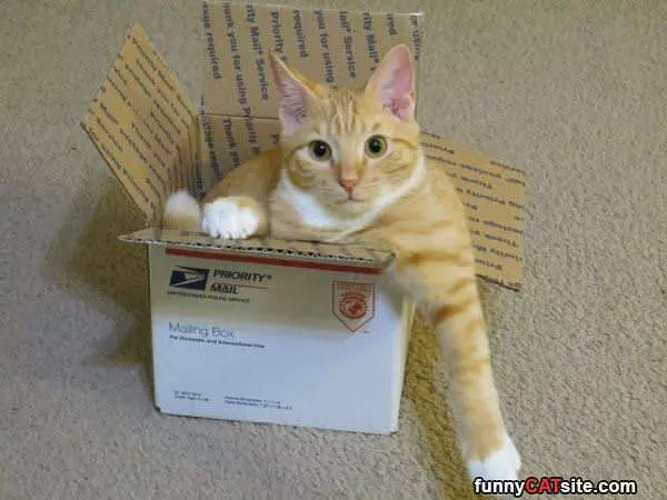 Priority Mail