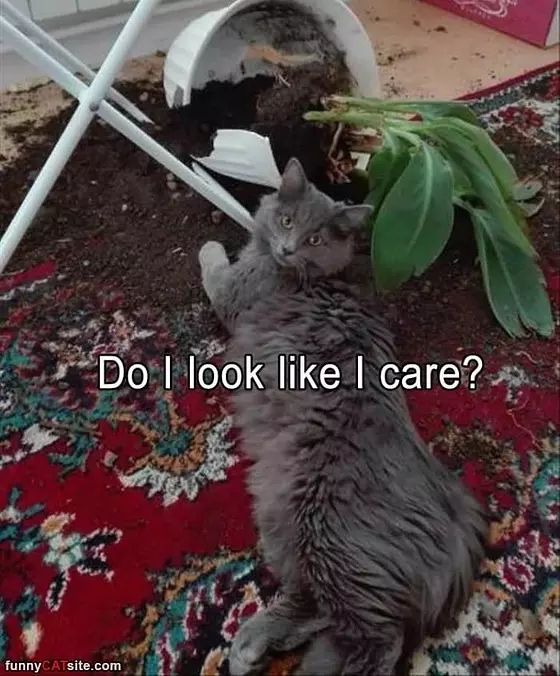 Do I Look Like I Care
