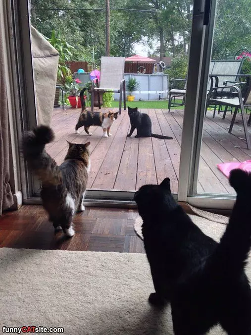 Mirror Showdown