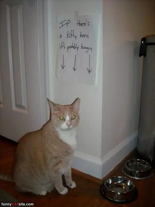Probably Hungry