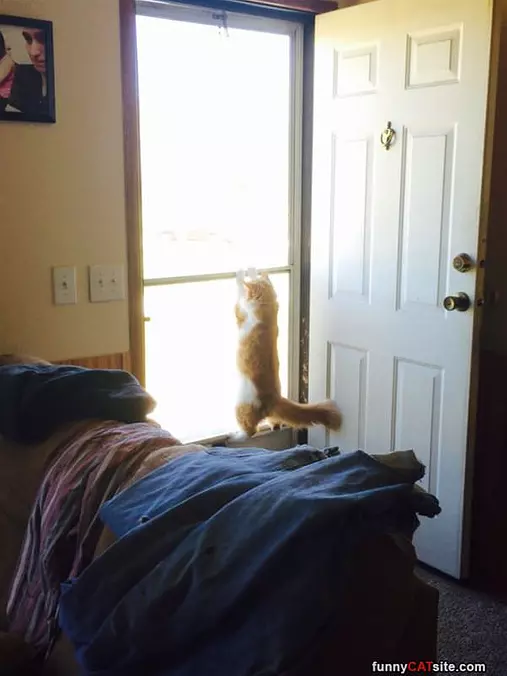 Climbinb Out