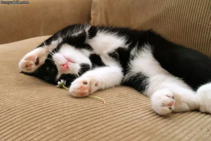 Sad Cat