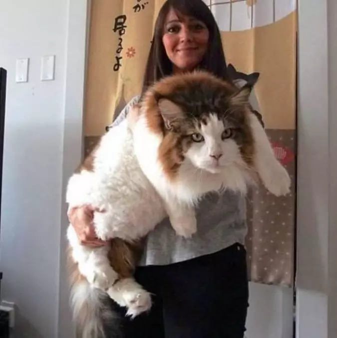 I Am Soooo Fluffy
