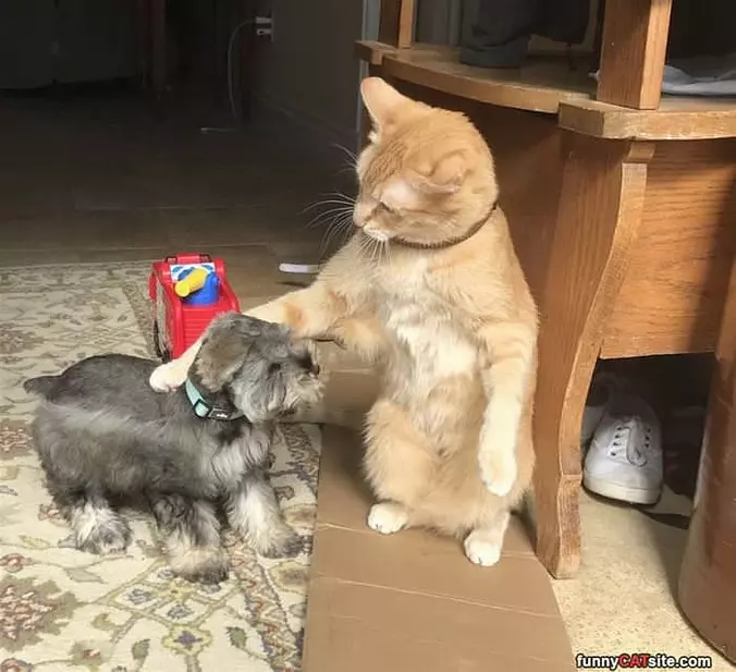 Petting