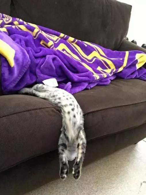 Cat Knows How To Relax