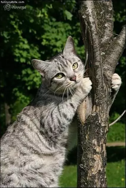 This Is My Tree