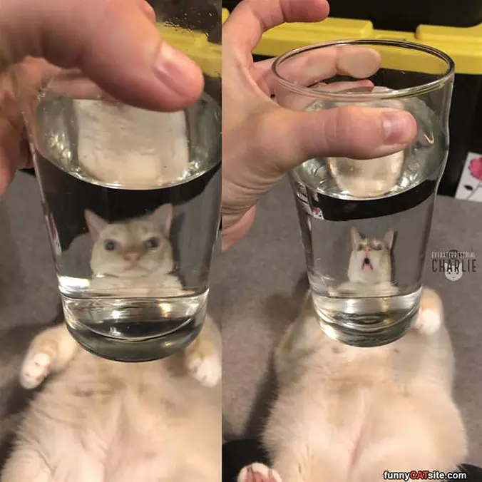 Cat Behind The Water