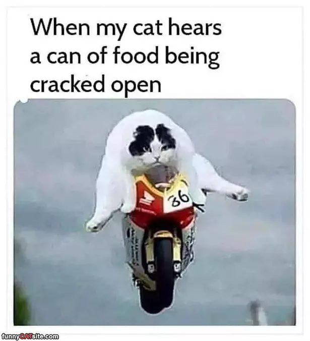 My Cat