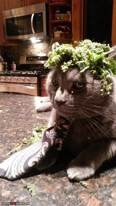 I Has A Hat