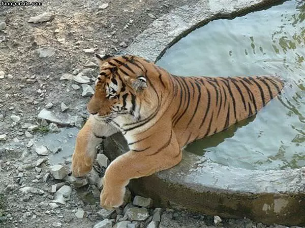 This Water Is Nice