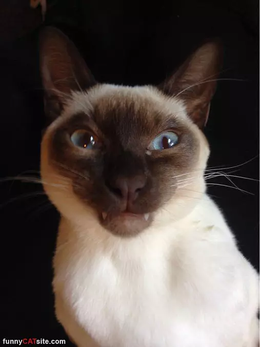 I Am A Vampiiiirrreee