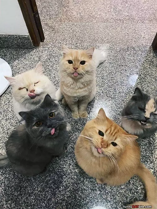 Tongues Out