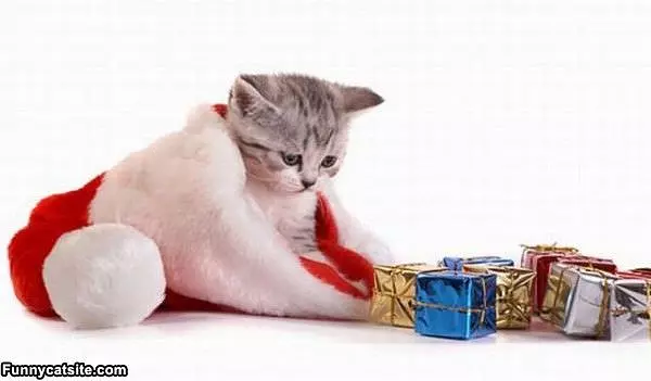 Stocking Cat