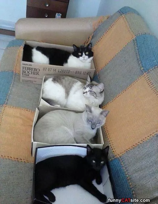 Boxes Of Cats