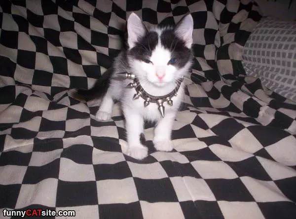 Strong Collar