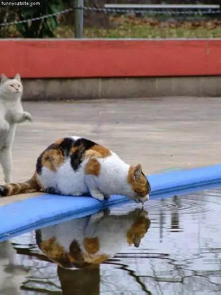 Cat Drinking Off Pool Cover