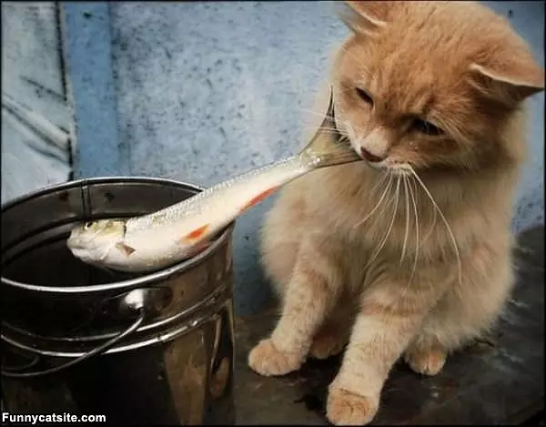 I Caught One