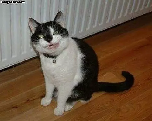 Cat Smiles