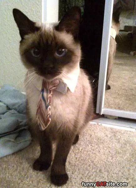 Ready For A Fancy Meeting